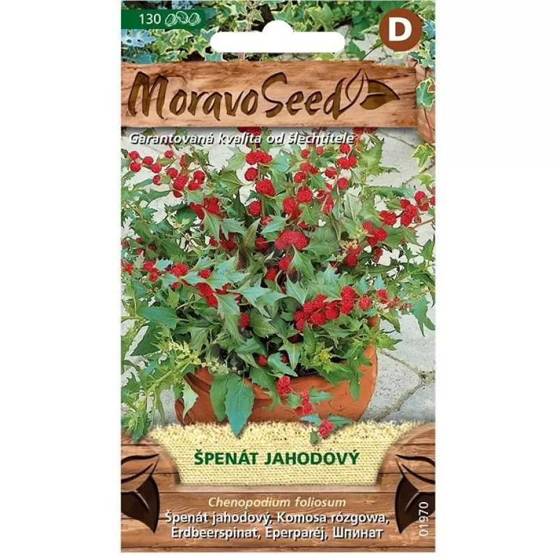 Špenát jahodový