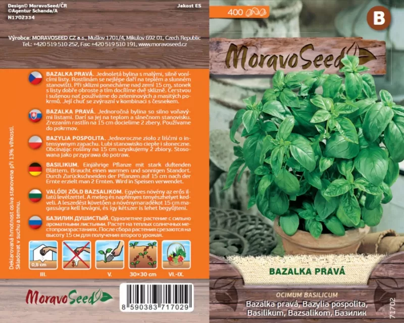 Bazalka pravá zelená